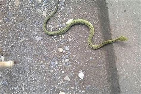路上看到蛇